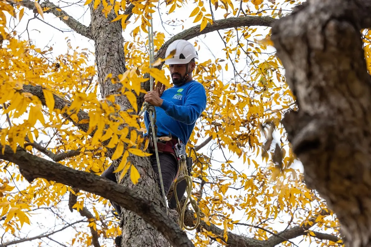 Skilled Dead Tree Removal crew working in Stambaugh
